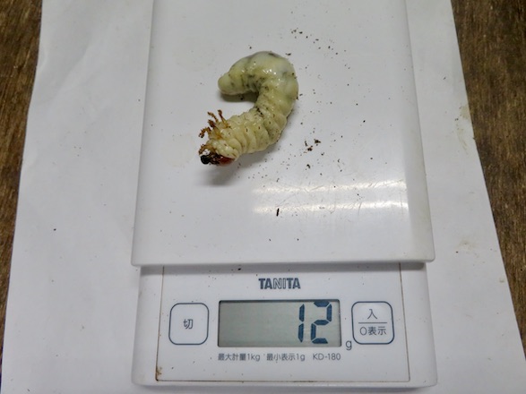 イヘヤノコギリの幼虫12グラム
