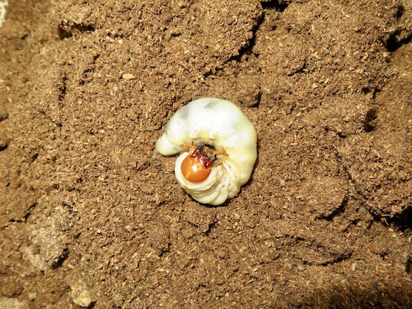 イヘヤノコギリクワガタの終齢幼虫