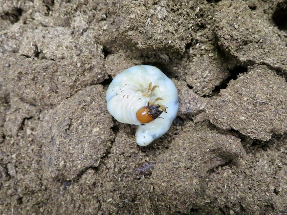 オキナワノコギリクワガタの終齢幼虫