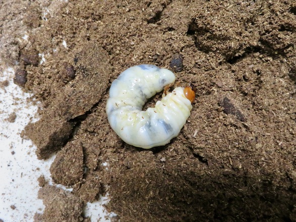 トカラノコギリクワガタの終齢幼虫