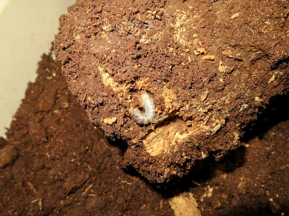 産卵木の表面のツシマヒラタの幼虫