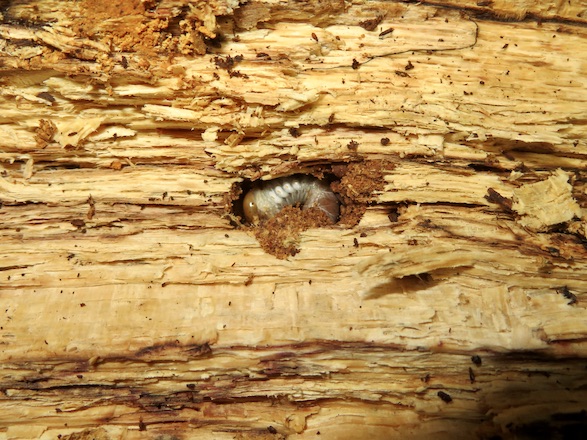 産卵木の中から出てきたツシマヒラタの幼虫