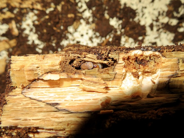 産卵木の破片から出てきたツシマヒラタの初齢幼虫