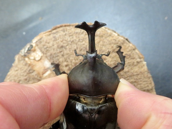 オキナワカブトムシの頭部と胸部
