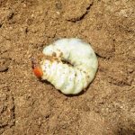 無添加虫吉幼虫マットだけで育てたアマミノコギリ26g、ヤクシマノコギリ17gなど超大型幼虫