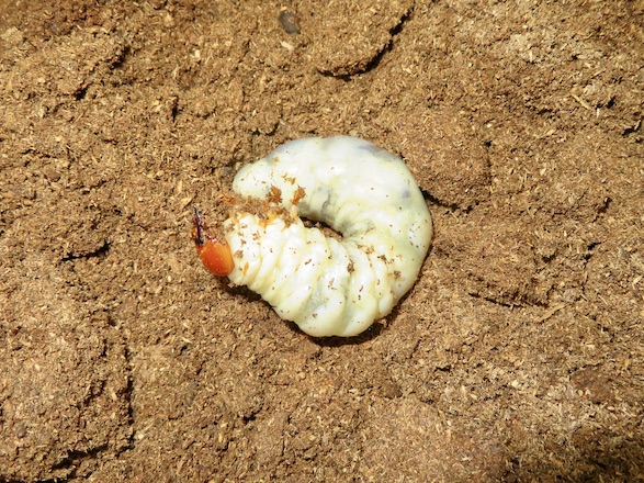アマミノコギリの巨大な幼虫