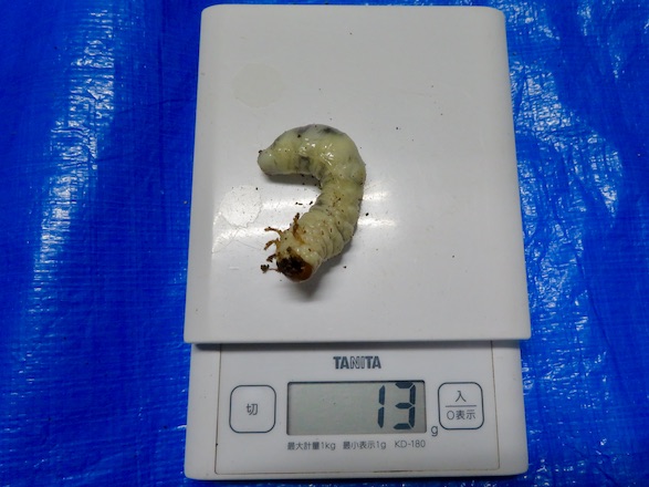 イヘヤノコギリの13gの幼虫