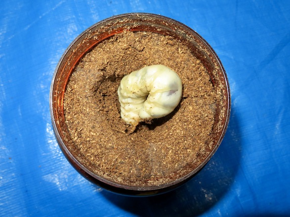 イヘヤノコギリの終齢幼虫をボトルに入れる