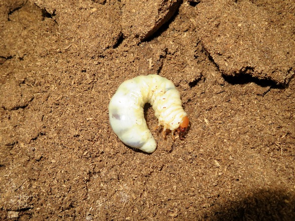 イヘヤノコギリクワガタの幼虫