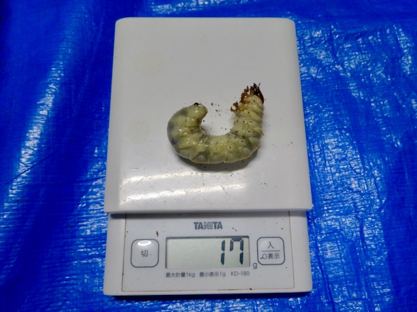 ヤクシマノコギリの幼虫17g
