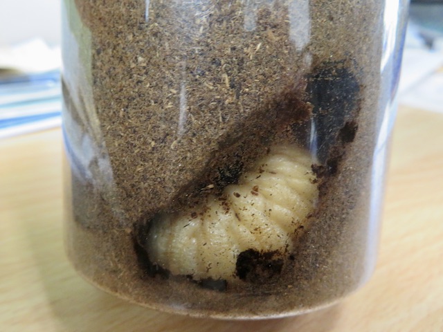 見える場所で蛹化したカブトムシの幼虫