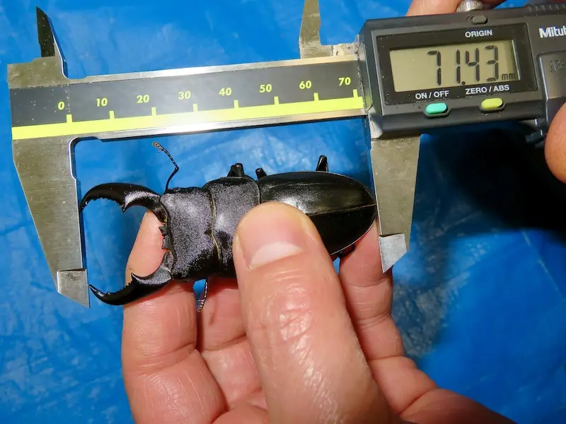 菌糸からマットへの切り替えで羽化したオキナワヒラタ71ミリ