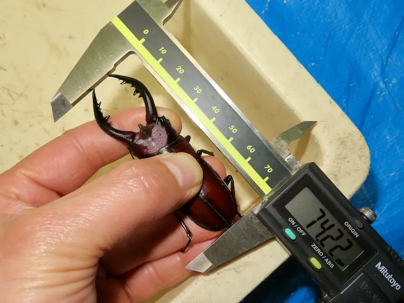 トクノシマノコギリクワガタ72.2ミリ