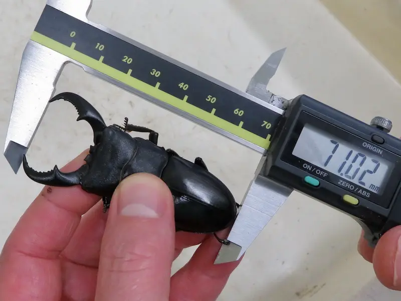 マットのみで羽化したオキナワヒラタ71ミリ