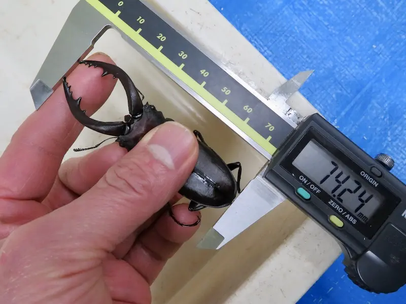 壱岐産ノコギリクワガタ74.2ミリ