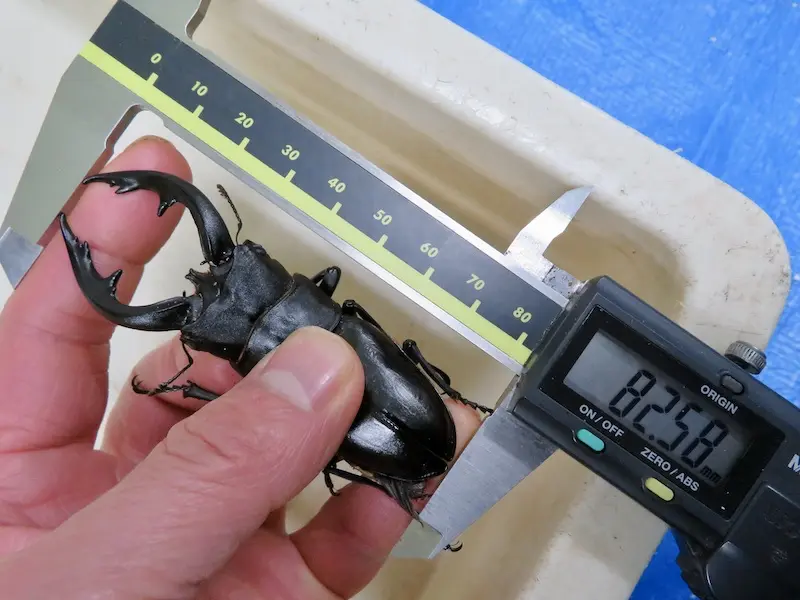 アマミノコギリクワガタ82ミリの羽化不全個体