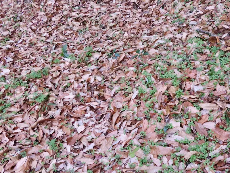 地面に積もったクヌギやコナラの落ち葉