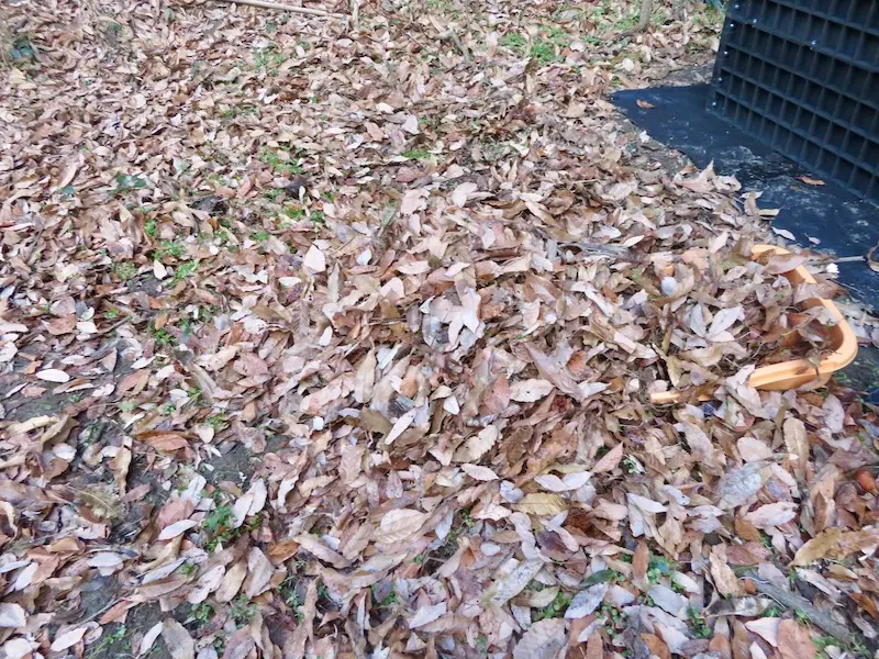 集めた落ち葉