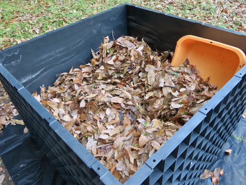 枠の中の落ち葉の様子