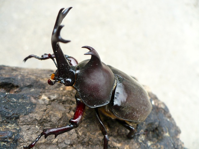 カブトのオス