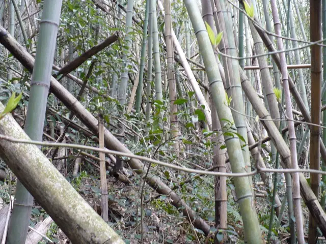 竹林の中です。