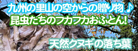 天然クヌギの落ち葉