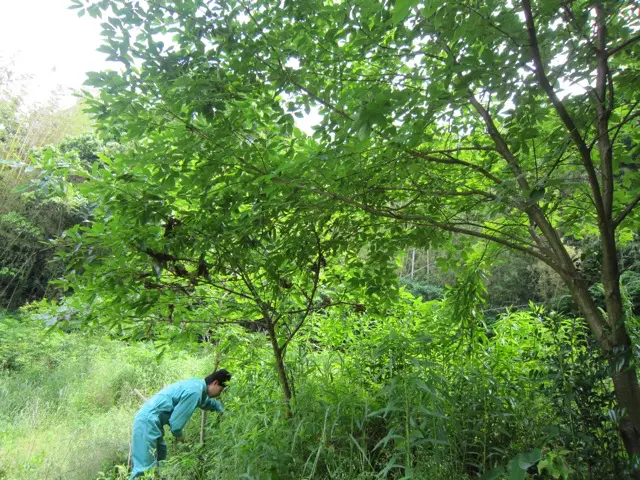 2012年5月下旬の森