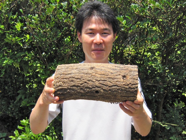 大きさの例