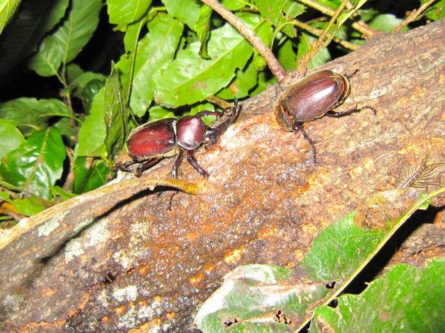 カブトムシのペア