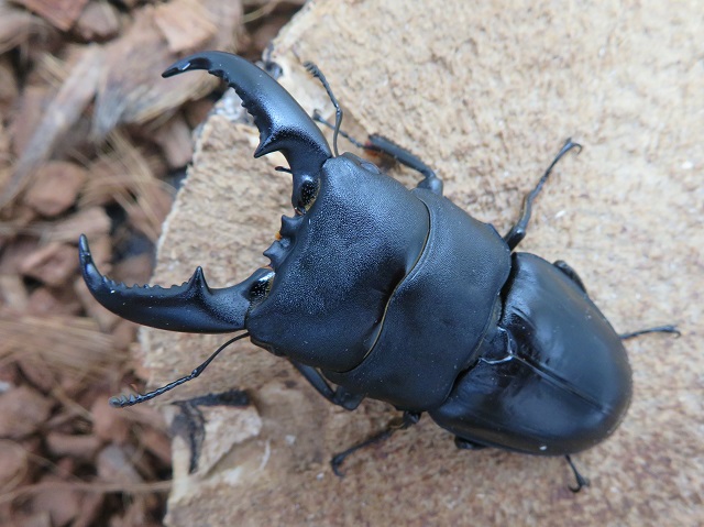 タカラヒラタクワガタ67ミリ