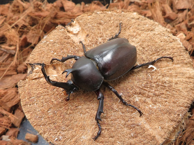 カブトムシ？ 6-33 純金（K24）製 兜虫(カブトムシ) ALPBK036 |K24 純金