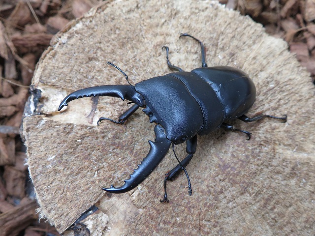 ゴトウヒラタクワガタ（小値賀島）67ミリ