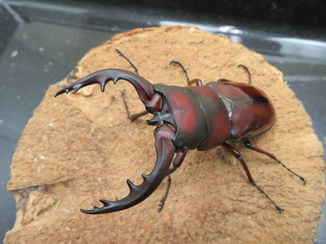 トクノシマノコギリクワガタ71ミリ（赤）