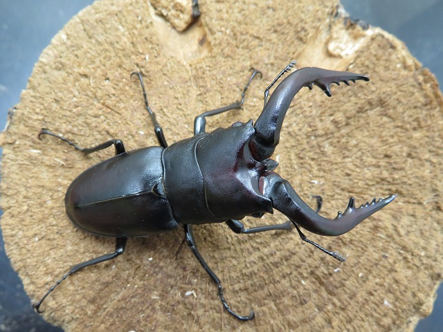 対馬産ノコギリクワガタ68ミリ