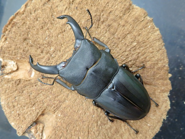 スジブトヒラタクワガタ(奄美大島産)68ミリ