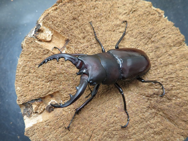 クメジマノコギリクワガタ61ミリ