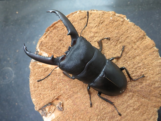 ゴトウヒラタクワガタ(小値賀島)75ミリ
