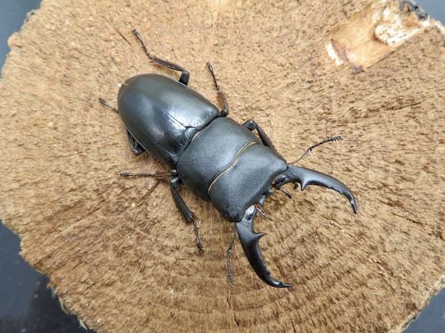 ヒラタクワガタ(熊本県益城)50ミリ