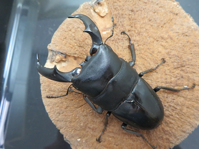 アマミヒラタクワガタ76mm訳あり