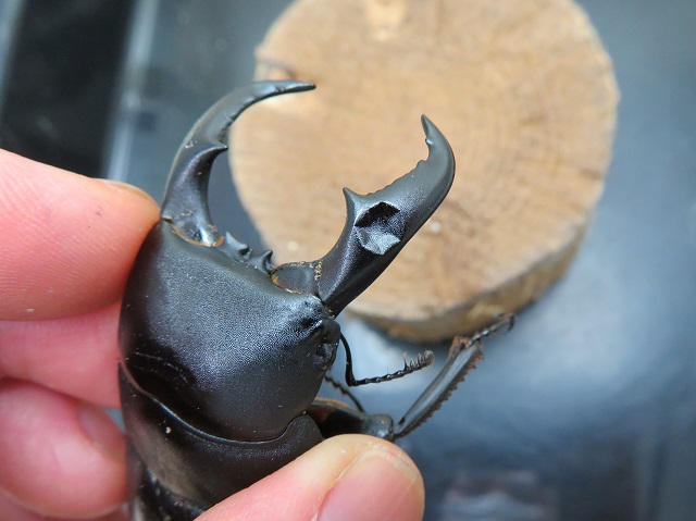 アマミヒラタクワガタ76ミリ（訳あり箇所の画像）