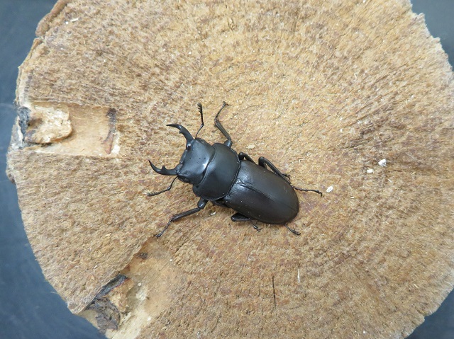 アマミコクワガタ32ミリ