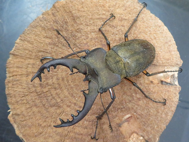 天然ミヤマクワガタ（宮崎県産）72ミリ