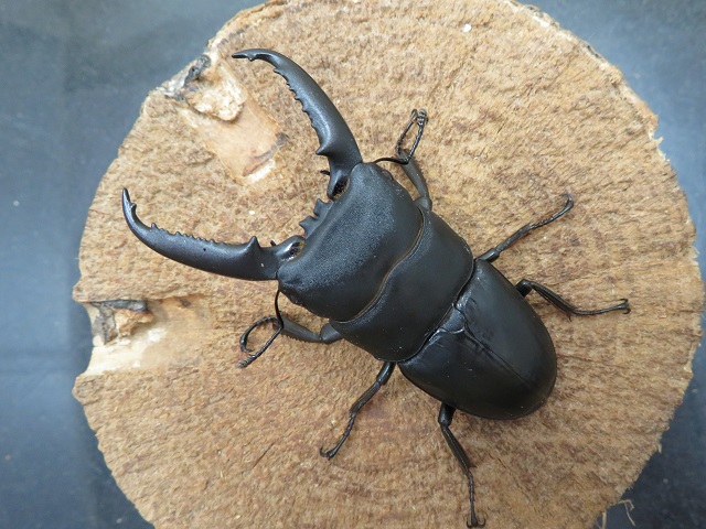 イキヒラタクワガタ68ミリ