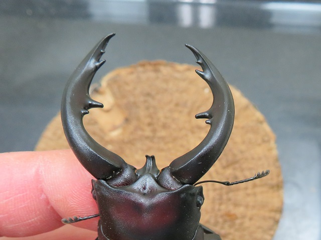 アマミノコギリクワガタ77ミリ（訳あり部分の拡大画像）