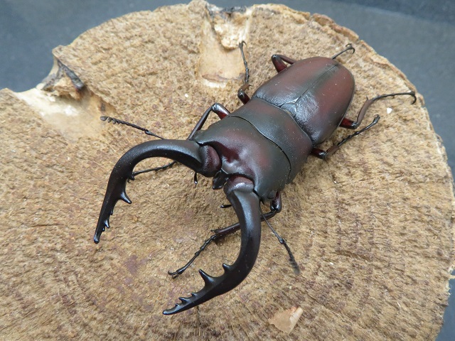種子島産ノコギリクワガタ66ミリ
