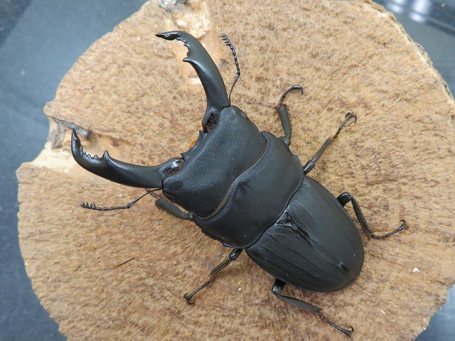 スジブトヒラタクワガタ（奄美大島）64ミリ