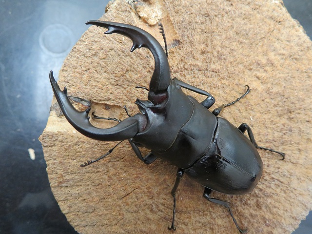 アマミノコギリクワガタ