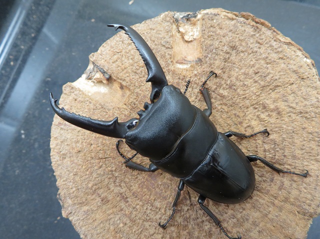 ヒラタクワガタの世界ゴトウヒラタクワガタ