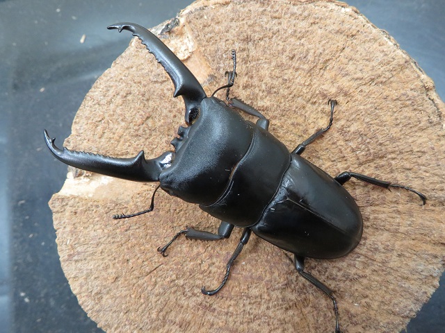 ツシマヒラタクワガタ75ミリ