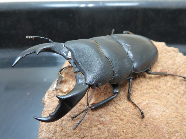 サキシマヒラタクワガタ75ミリ（訳あり品）